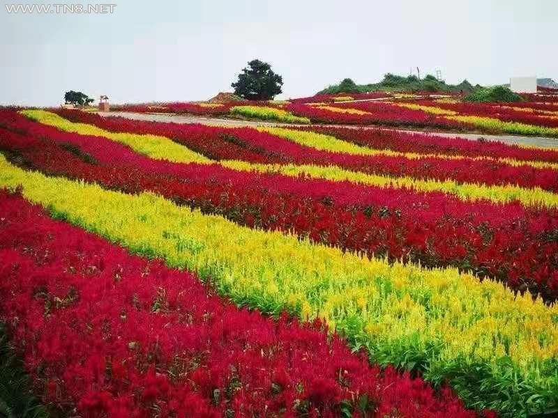 广西富川神仙湖花海