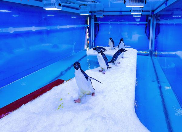 南极极地企鹅 今天在重庆仙女山跟游客见面