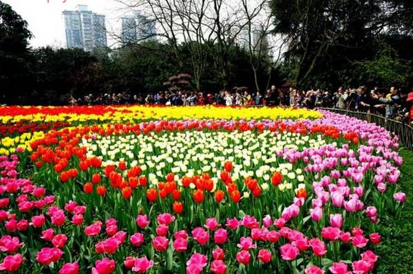 重庆花卉园