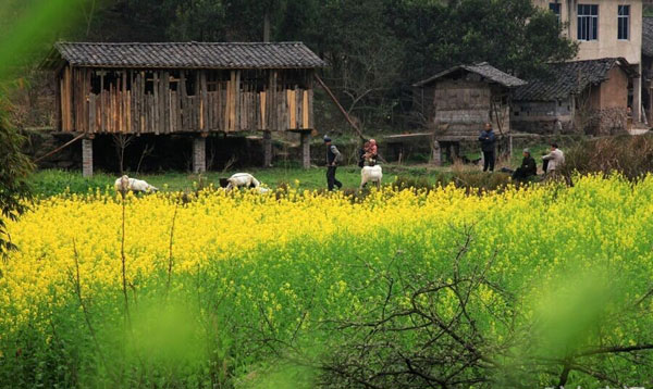 武隆县庙垭赏花攻略 这样玩才尽兴！